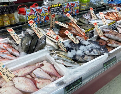 庄内浜の魚