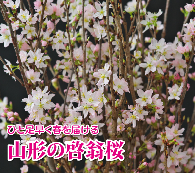 ひと足早く春を届ける山形の啓翁桜