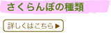 �������ڂ̎��